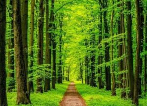 Environment Law miller advocates